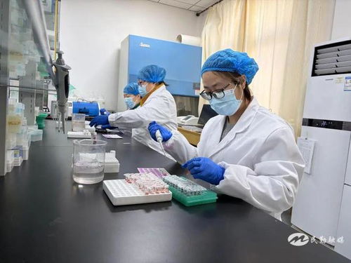民勤縣2025年畜間布病免疫轉陽率檢測采血工作有序推進